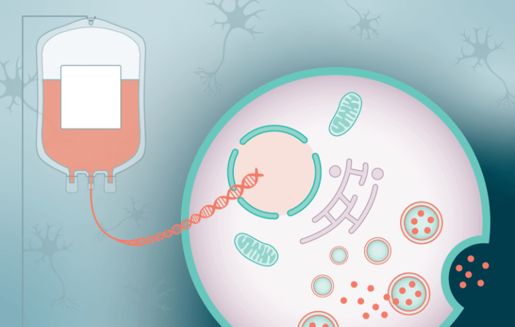 Case study: developing an ex vivo gene-modified hematopoietic stem cell treatment for a rare monogenic disease in a novel mouse model  ﻿