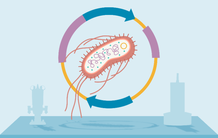 Precision in production: optimizing monitoring and quality control for high-value plasmids