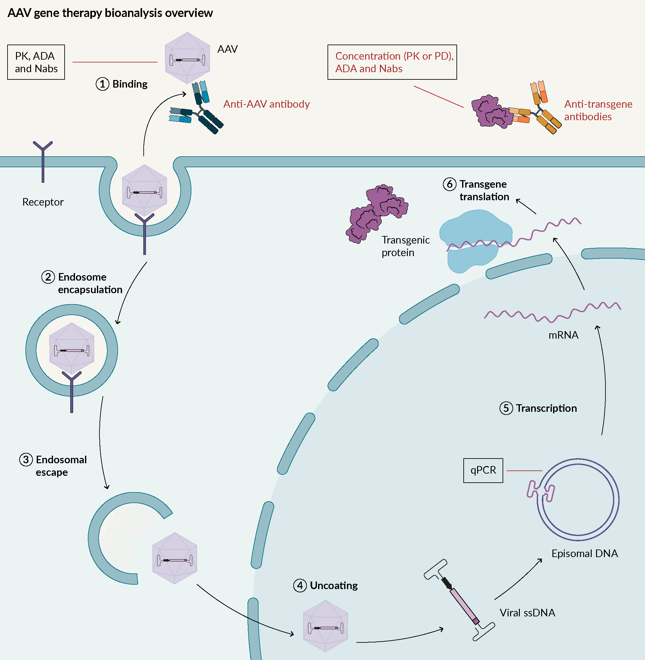 AAV; Adeno associated virus: ADA; Anti-drug antibodies; Nabs; Neutralizing antibodies; PD; Pharmacodynamic: PK; Pharmacokinetic.