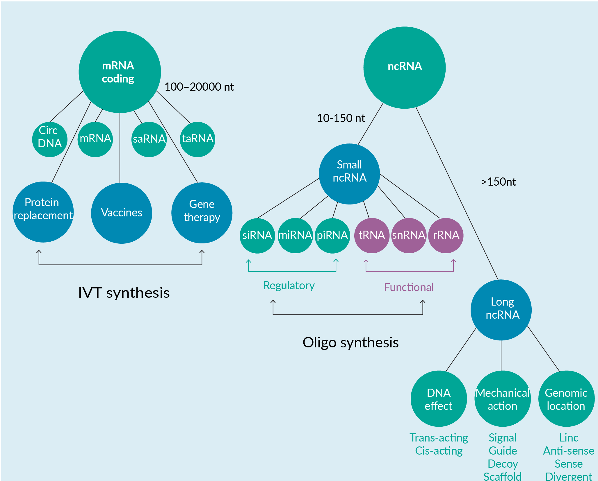 RNA molecules classified into coding RNA (mRNA), where they carry the code for protein synthesis or non-coding. saRNA, circRNA and taRNA are shown here as having coding potential. ncRNAs do not undergo translation and there is a size different between the larger coding RNAs to the smaller ncRNAs. Examples of small ncRNAs include ribosomal RNA (rRNA), transfer RNA (tRNA), small nuclear RNAs (snRNA), piwi-interacting RNAs (piRNAs), micro RNAs (miRNA) and silencing RNA (siRNA). Some small ncRNAs are classed as having a regulatory effect and are involved in RNA silencing. miRNA modulates physiological and developmental gene expression. siRNA medicates sequence-specific cleavage of nascent mRNAs. piRNA may protect the germline from genome invaders [12]. Long ncRNAs (IncRNAs) are widely expressed and have key roles in gene regulation [13]. Categorization has been shown here based on action, but this is not exhaustive. mRNA can be in-vitro transcribed (IVT) for therapies [14] and for small ncRNA, oligo synthesis is an option [15].