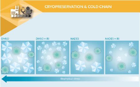 Taking lessons from nature to improve cell therapy cryopreservation