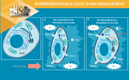 Biopreservation and cold chain biologistics risk points in the cell and gene therapy workflow