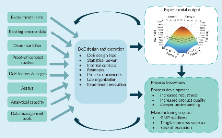 Harnessing the power of design of experiments for cell therapy research & process development