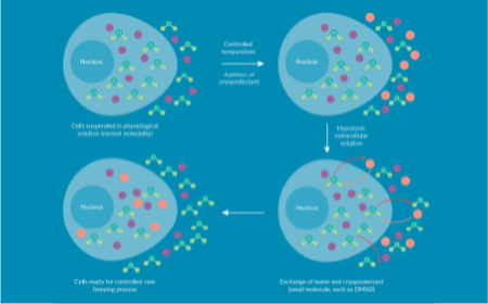 De-risking the final formulation, fill and finish step in cell therapy manufacturing: considerations for an automated solution