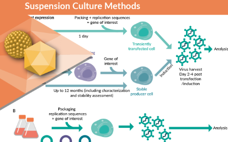 Development and scale-up of suspension culture processes for viral vector manufacturing: challenges and considerations