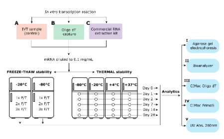 Chromatographic purification with CIMmultus™ Oligo dT increases mRNA stability