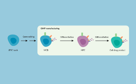 Addressing pain points in iPSC-derived cell therapy manufacture and scale-up