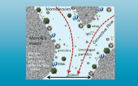 Scalable downstream process development for in vivo gene therapy products: understanding full/empty separation capabilities and challenges with ion exchange chromatography