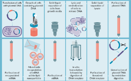 Purification of therapeutic & prophylactic mRNA by affinity chromatography