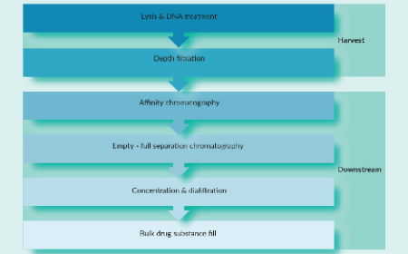 Adeno-associated virus process development: optimization & development of a scalable elution for polishing chromatography