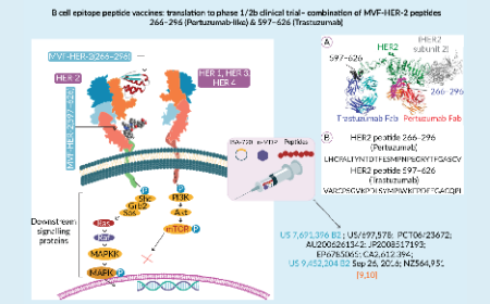 A career in cancer vaccines: exploring the promise of B cell epitopes