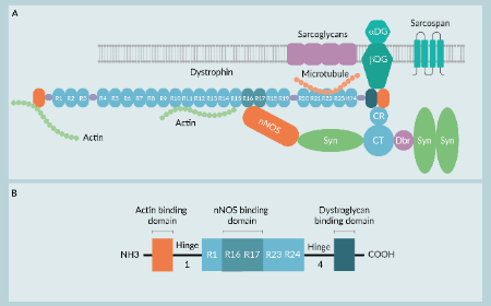 Considerations in establishing meaningful clinical endpoints in Duchenne muscular dystrophy & other neuromuscular disorders