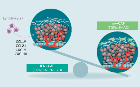 Emerging characterization of the tumor-restraining subset of CAFs