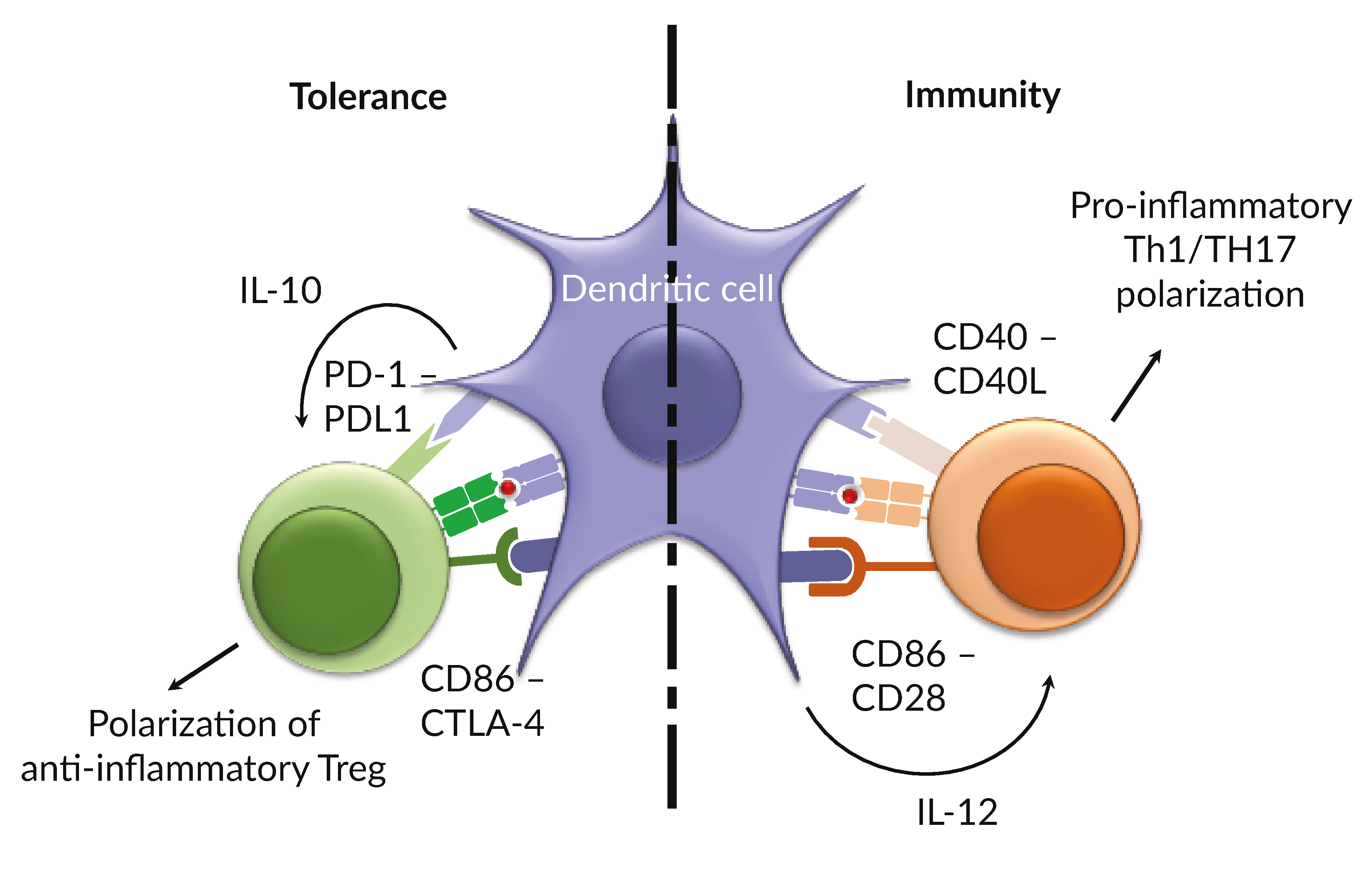 Immunotherapy with iPSC-derived dendritic cells brings a new perspective to an old debate: autologous versus allogeneic?